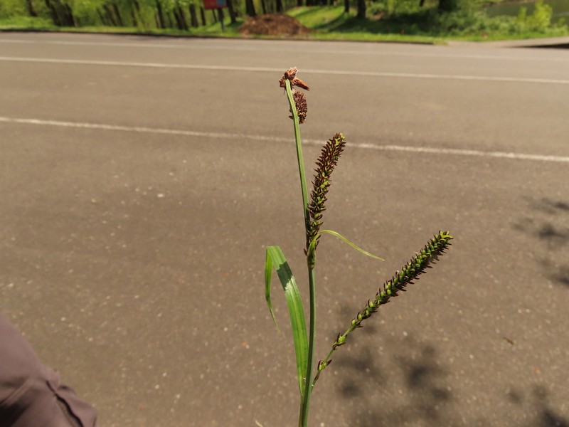 Greenfruit Sedge
