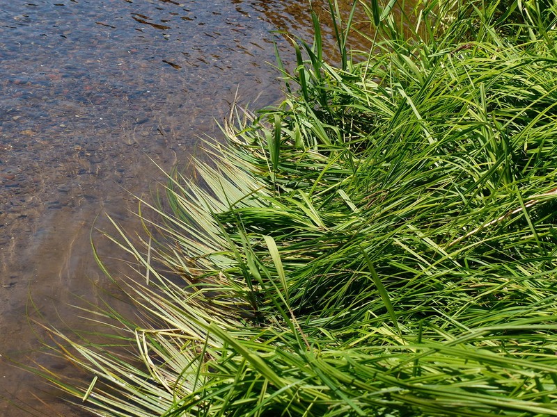 Greenfruit Sedge photo 2