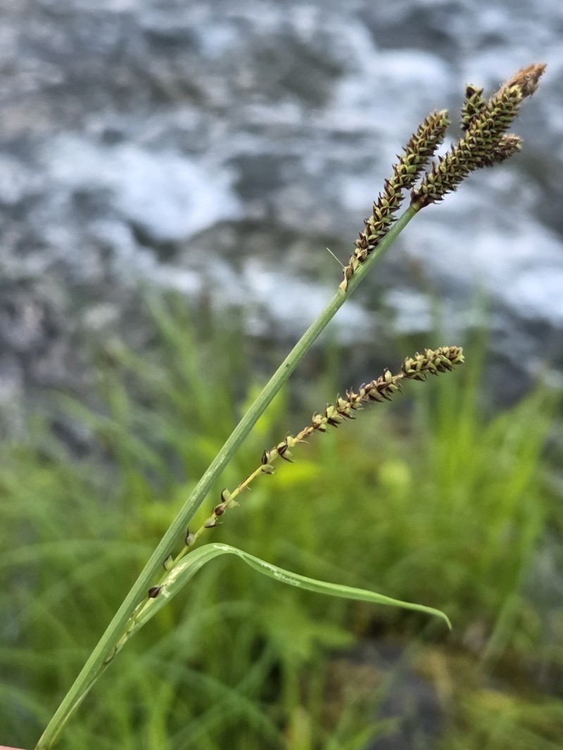 Greenfruit Sedge photo 4