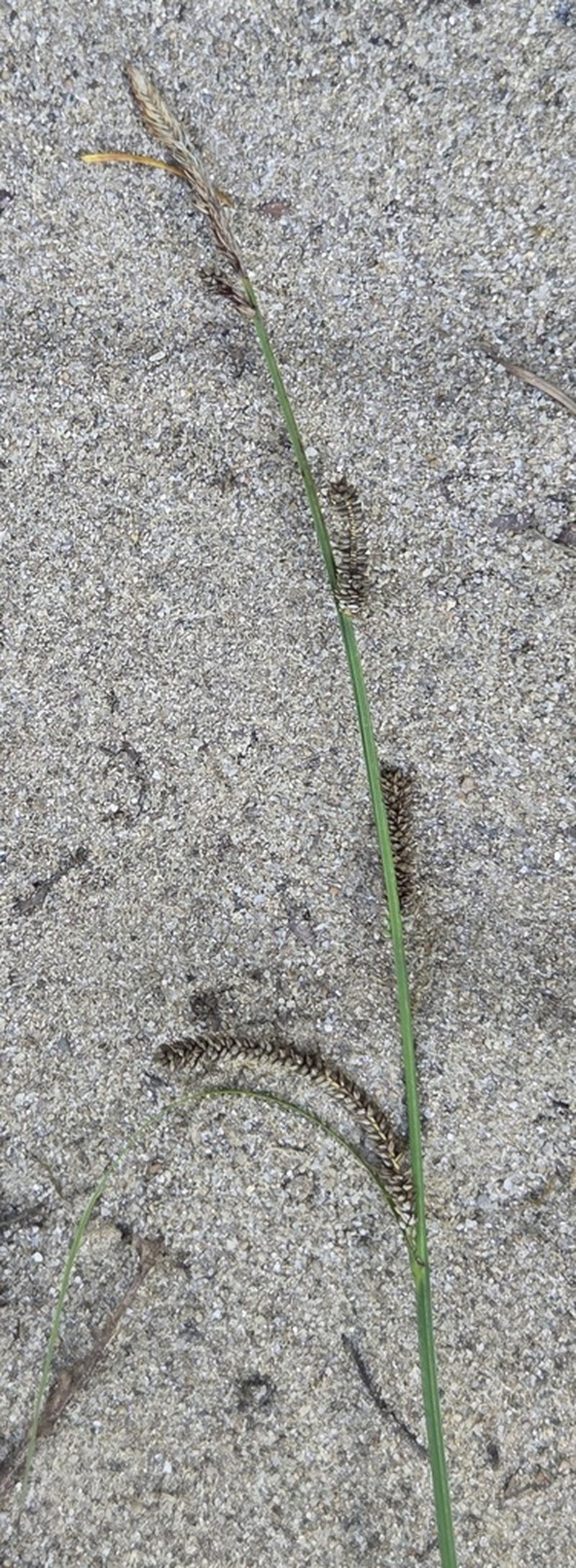Greenfruit Sedge photo 5