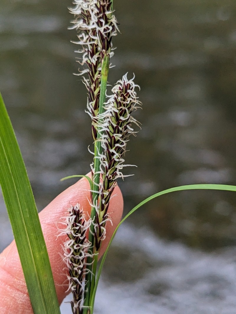 Greenfruit Sedge photo 6
