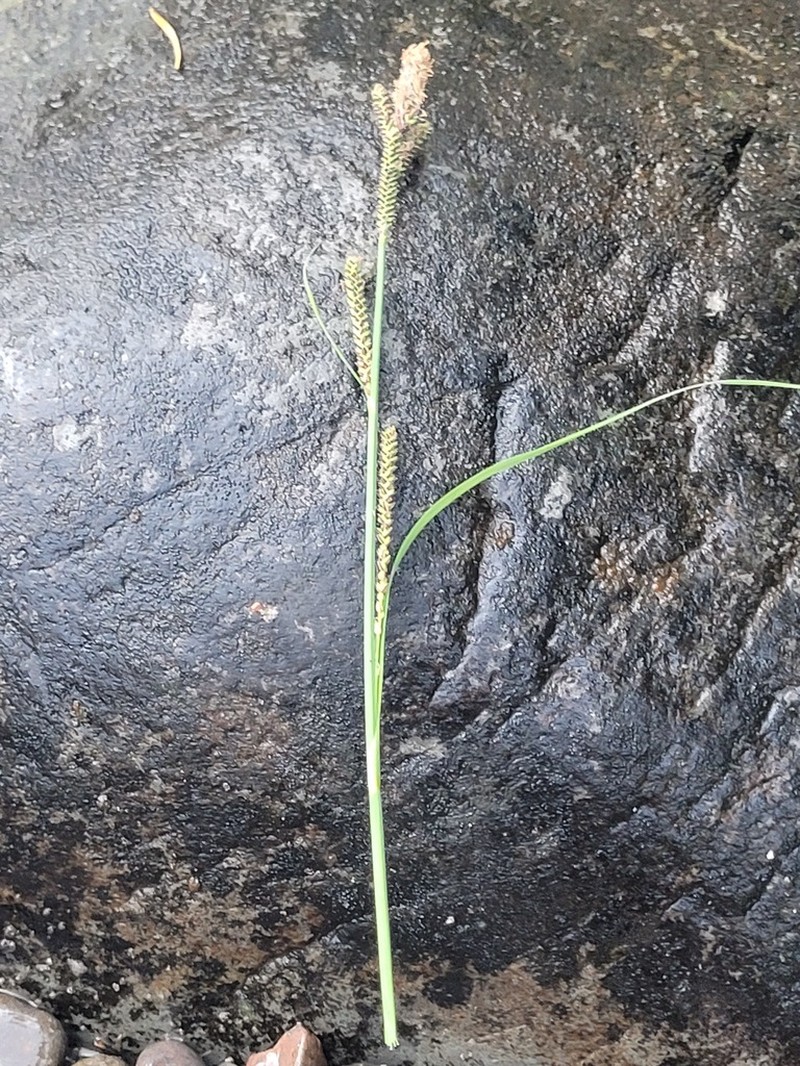 Greenfruit Sedge photo 7