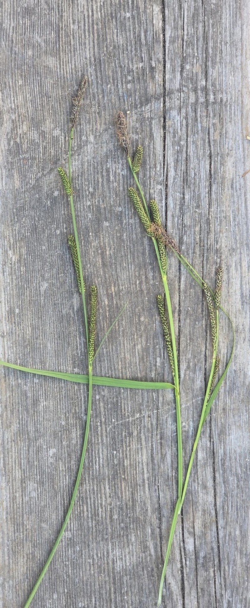 Greenfruit Sedge photo 8