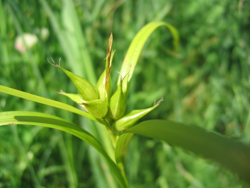 Greater Bladder Sedge