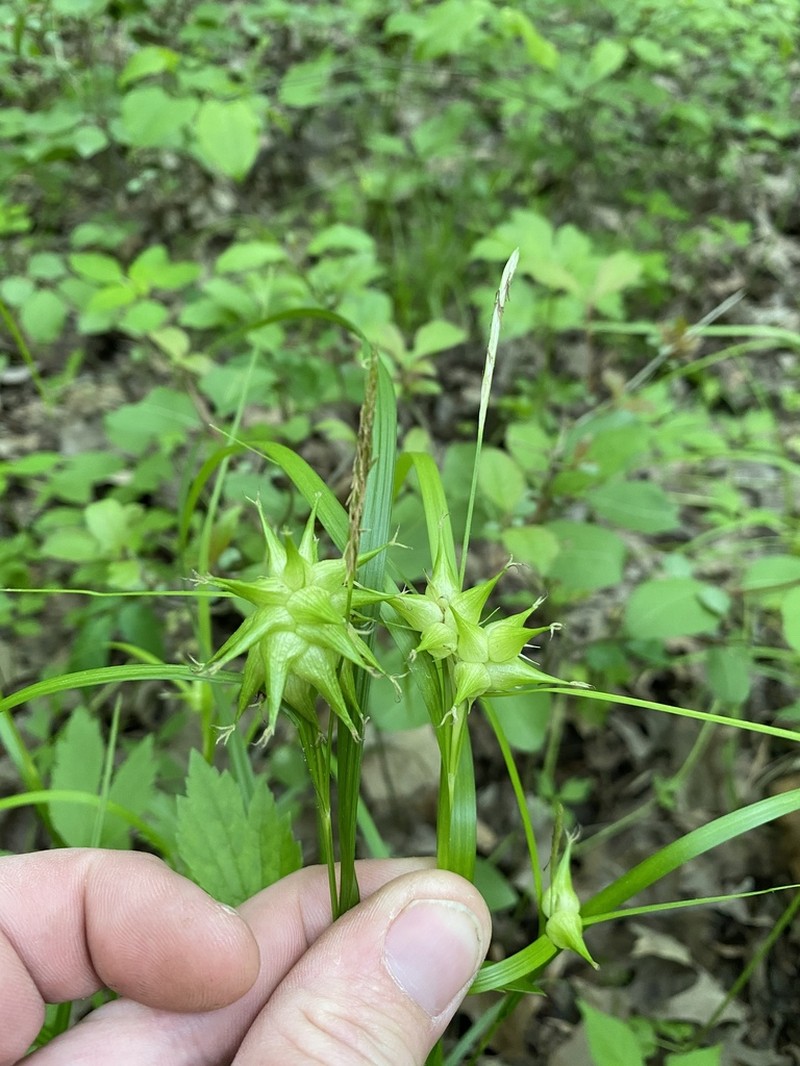 Greater Bladder Sedge photo 3