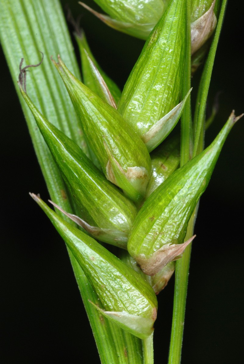 Greater Bladder Sedge photo 4