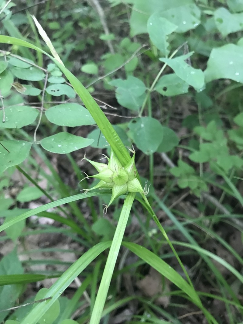 Greater Bladder Sedge photo 5