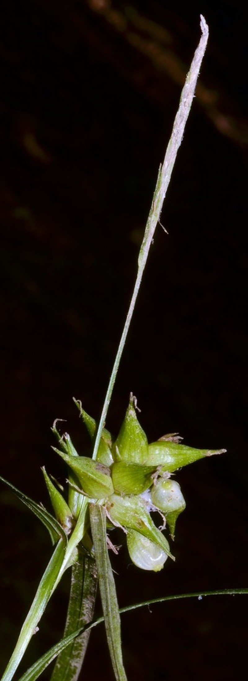 Greater Bladder Sedge photo 6