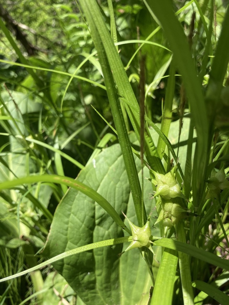 Greater Bladder Sedge photo 7