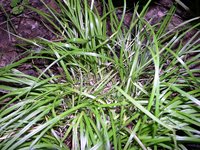 James' Sedge