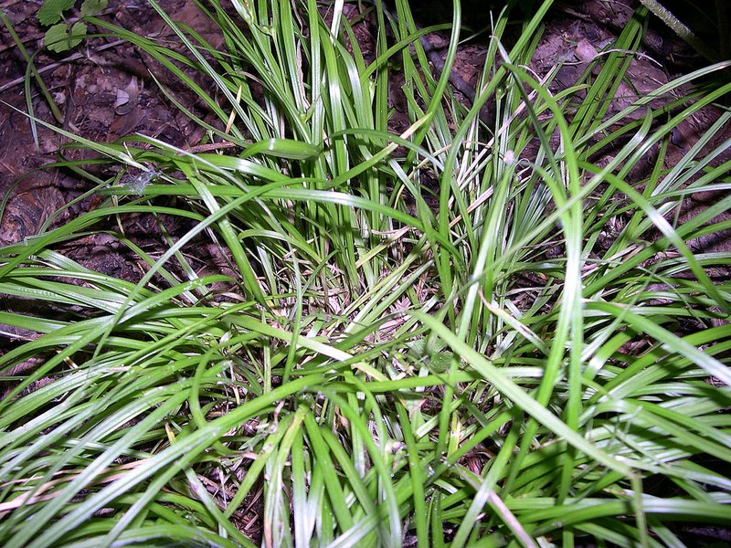 James' Sedge
