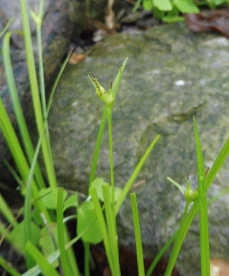 James' Sedge photo 2