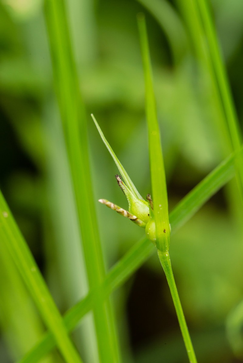 James' Sedge photo 5