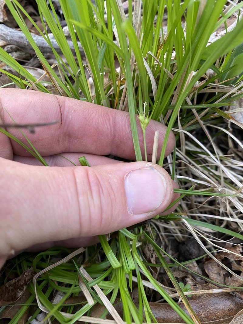 James' Sedge photo 6