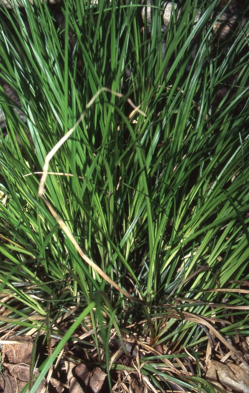 James' Sedge photo 7