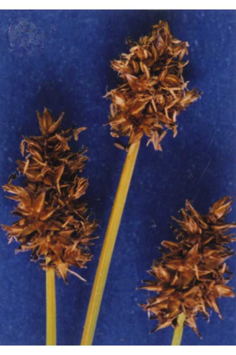 Jones' Sedge