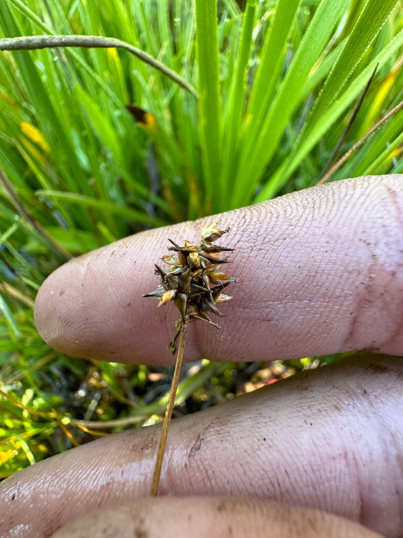 Jones' Sedge photo 3