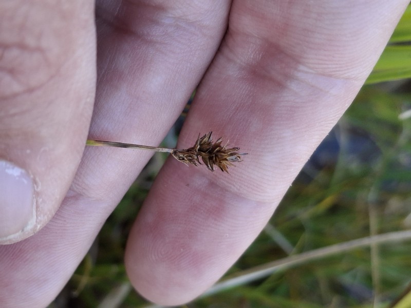 Jones' Sedge photo 4