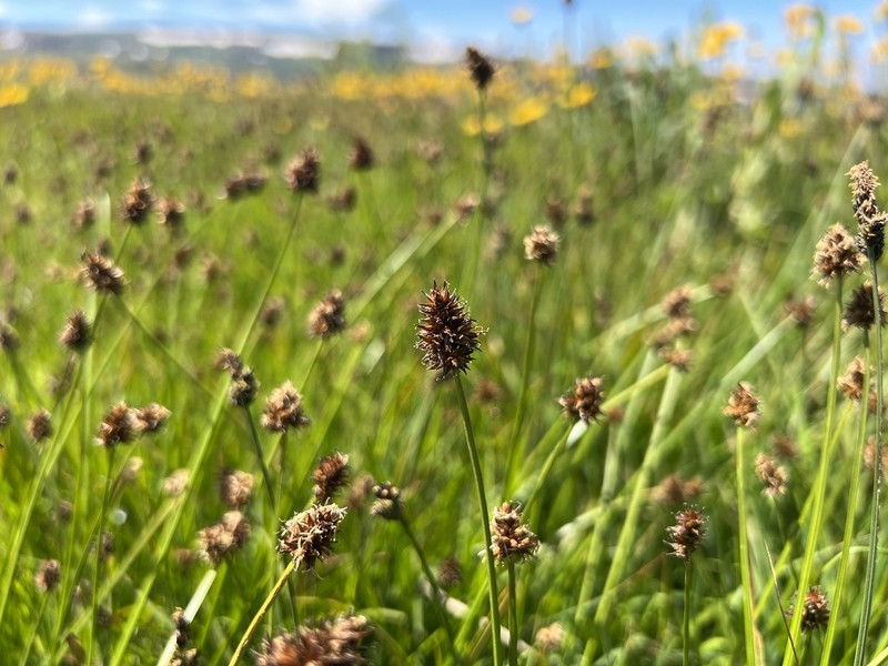 Jones' Sedge photo 5