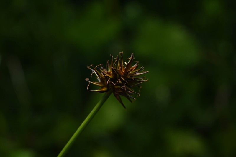 Jones' Sedge photo 6