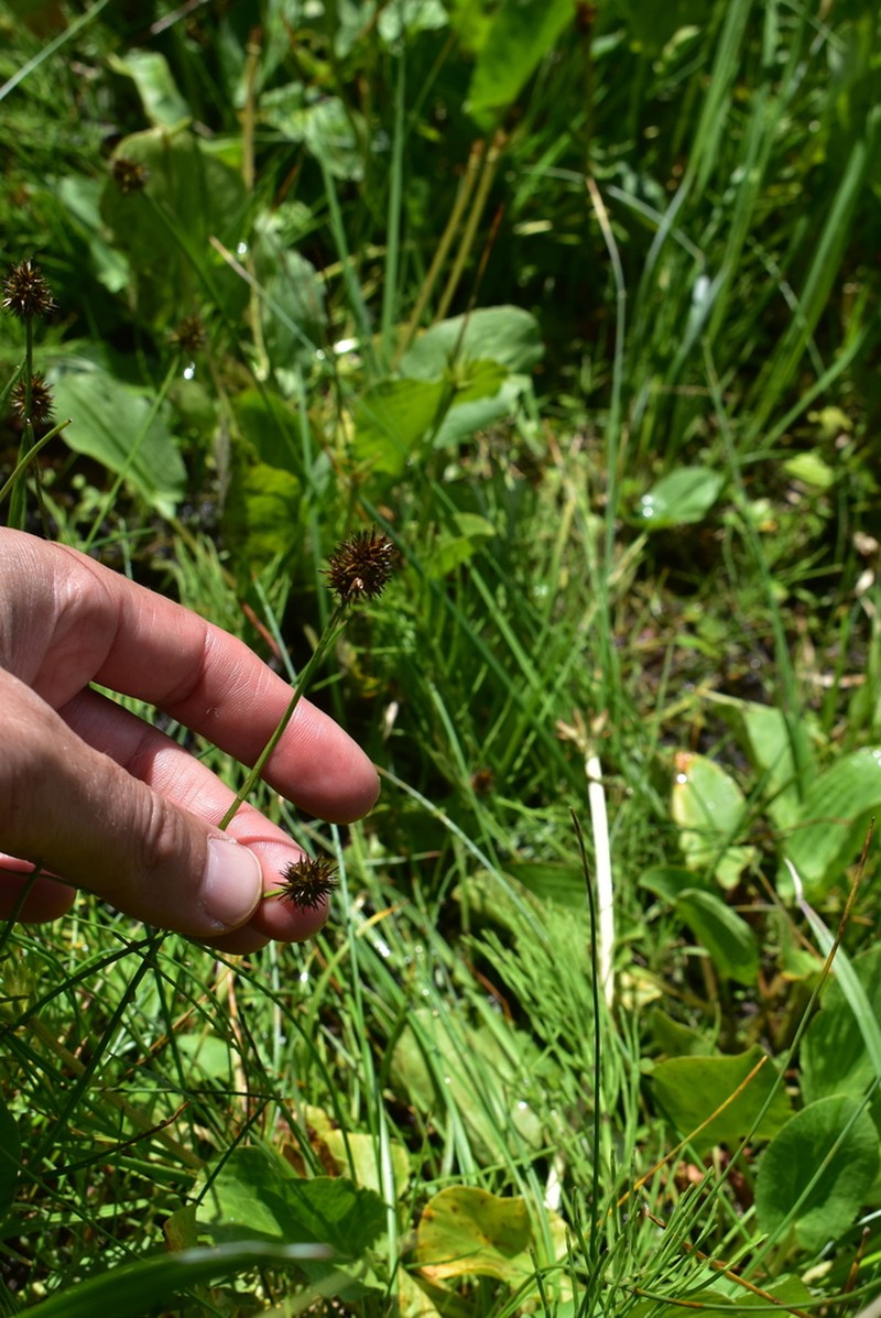 Jones' Sedge photo 7