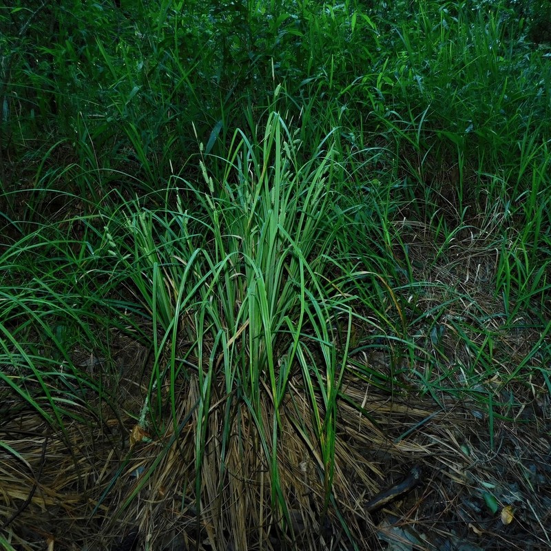 Cypress Swamp Sedge photo 3