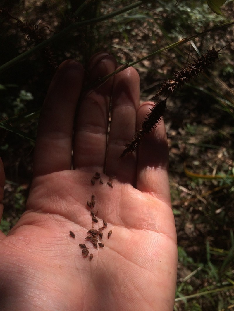 Cypress Swamp Sedge photo 4