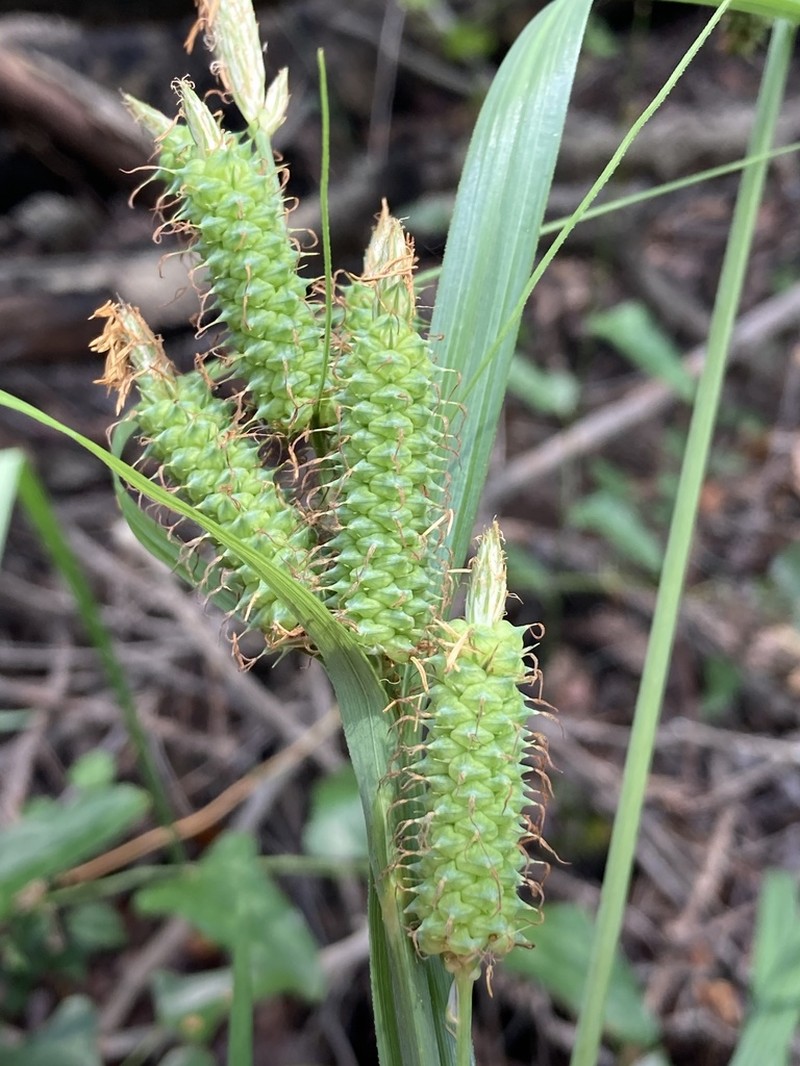 Cypress Swamp Sedge photo 5