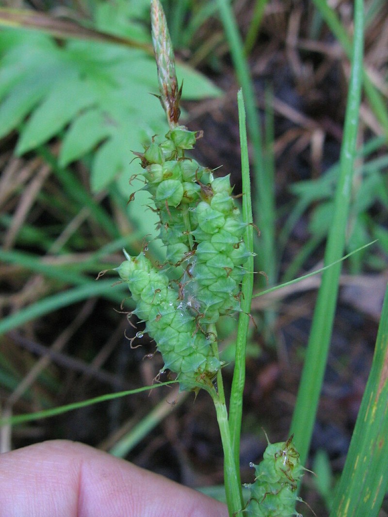 Cypress Swamp Sedge photo 6