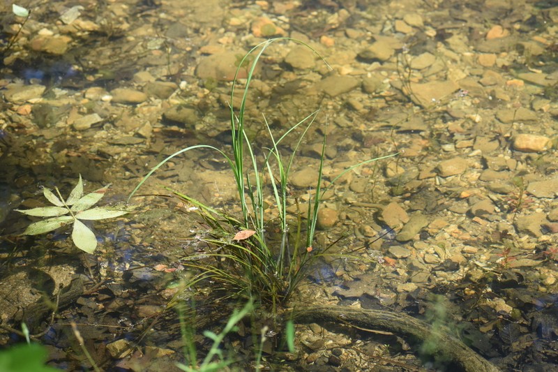 Cypress Swamp Sedge photo 7