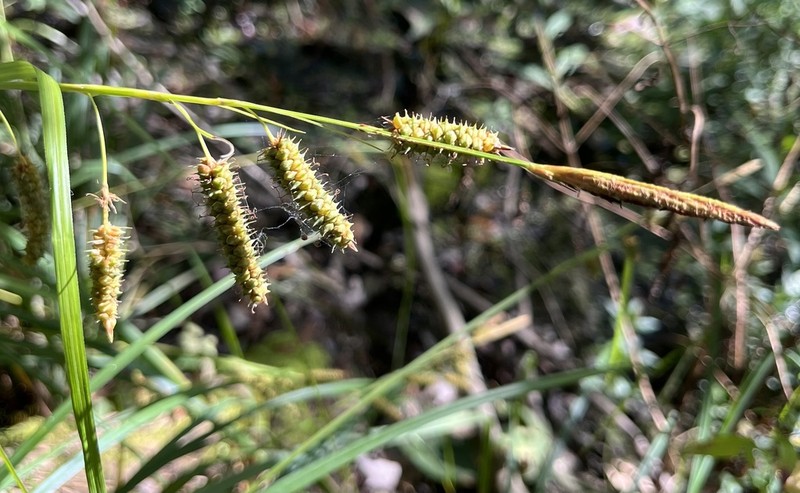 Cypress Swamp Sedge photo 8