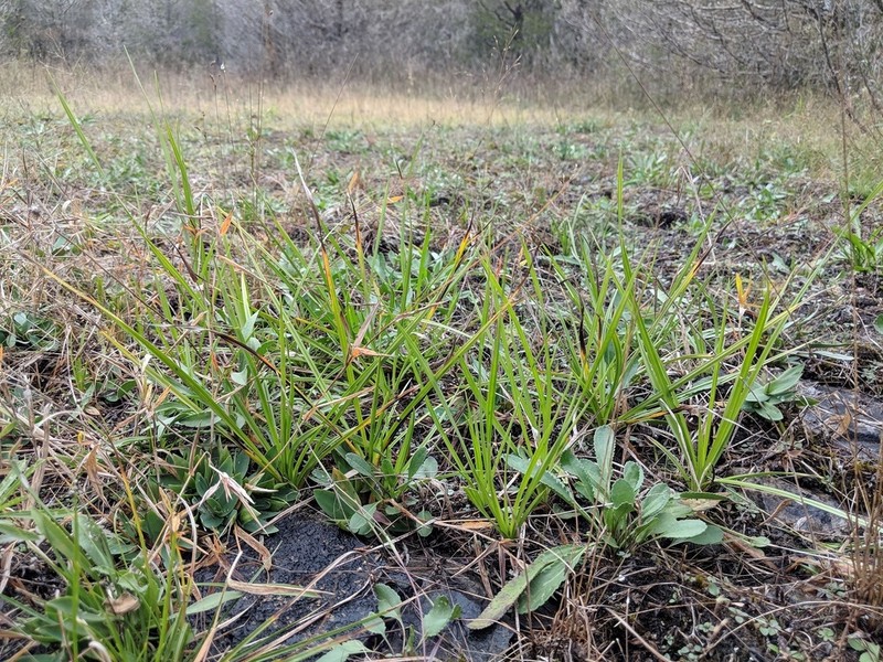 Juniper Sedge