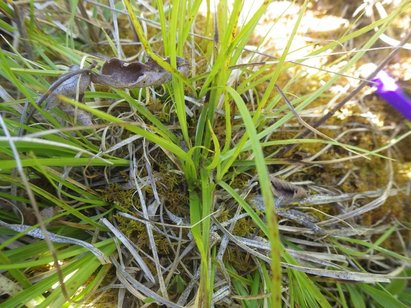 Juniper Sedge photo 3