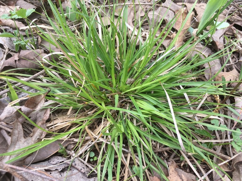 Juniper Sedge photo 4