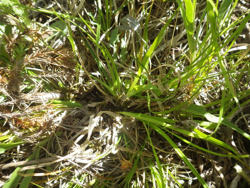 Juniper Sedge photo 5