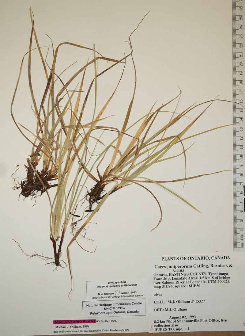 Juniper Sedge photo 6