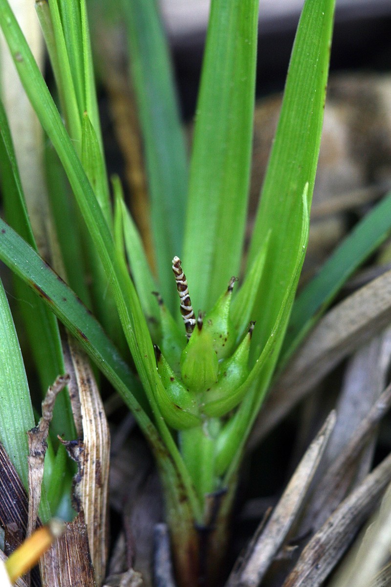Juniper Sedge photo 7