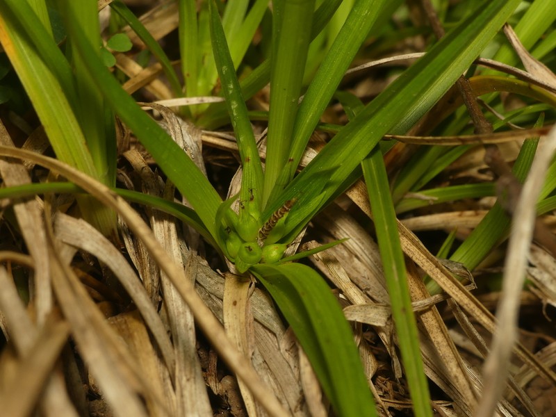 Juniper Sedge photo 8