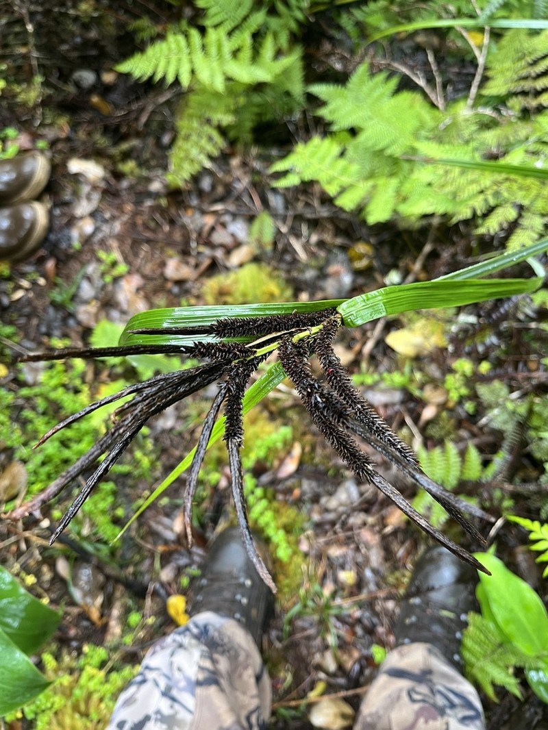 Kauai Sedge