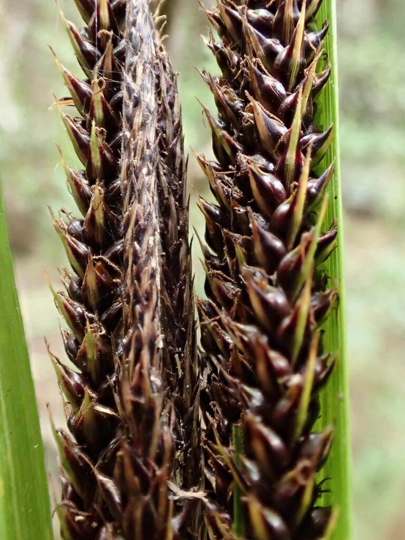 Kauai Sedge photo 2