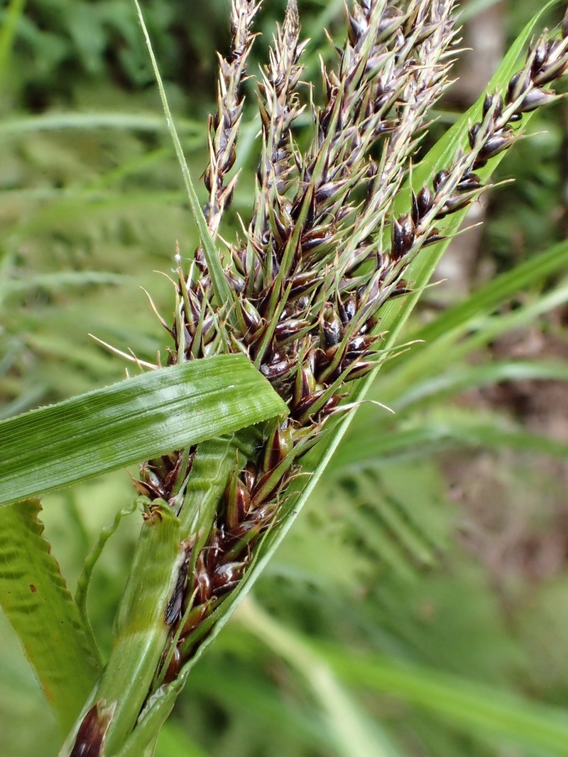 Kauai Sedge photo 3