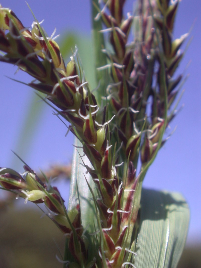 Kauai Sedge photo 4