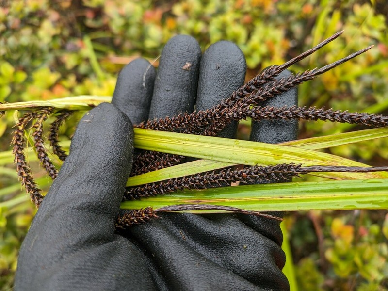 Kauai Sedge photo 6