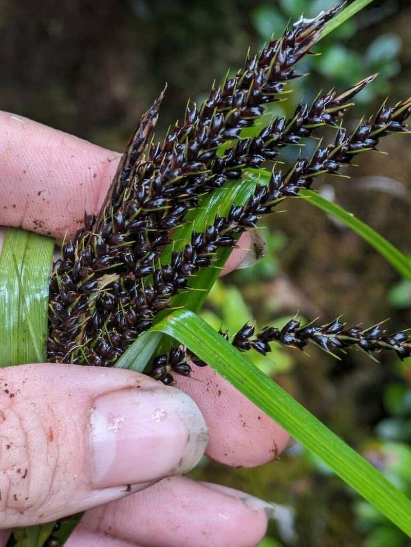 Kauai Sedge photo 7