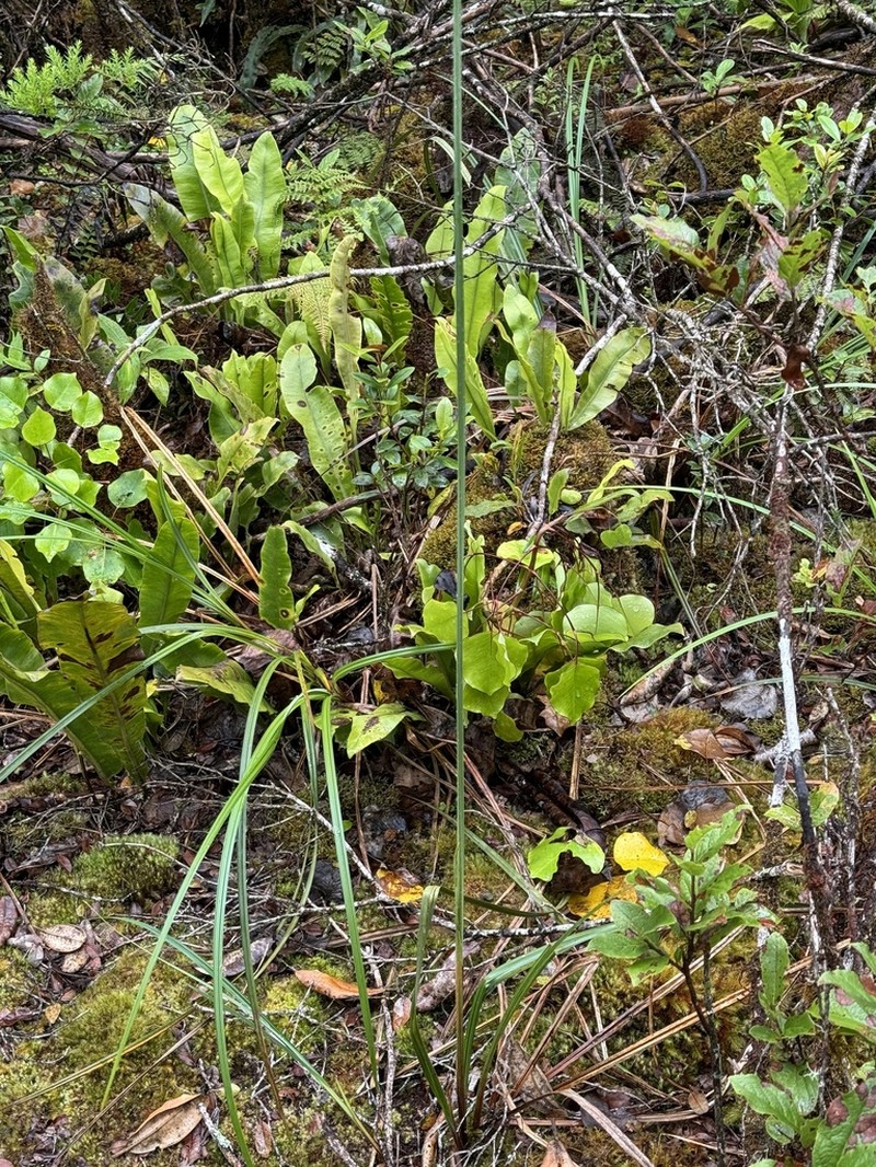 Kauai Sedge photo 8