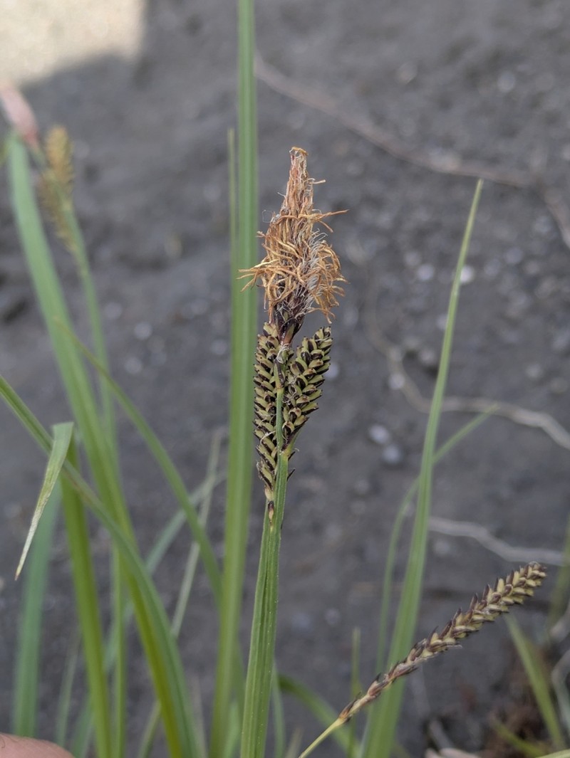 Carex kelloggii