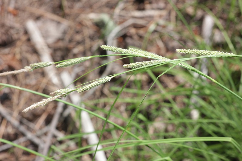 Carex kelloggii photo 2