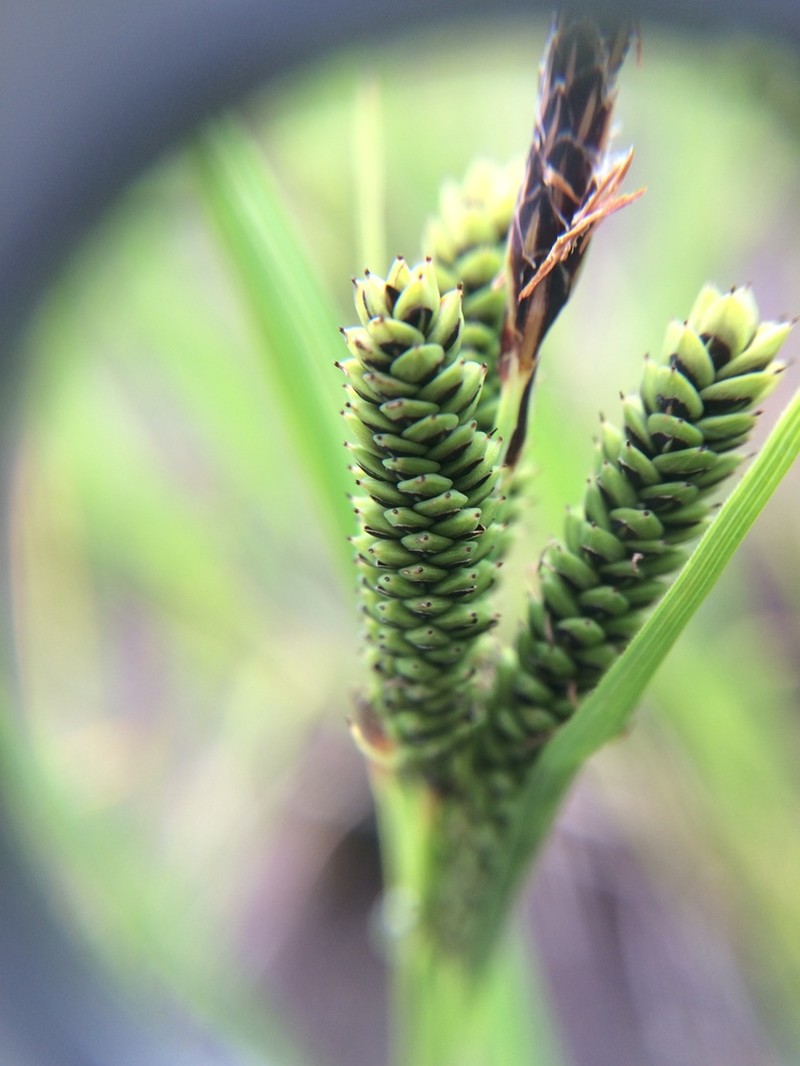 Carex kelloggii photo 3