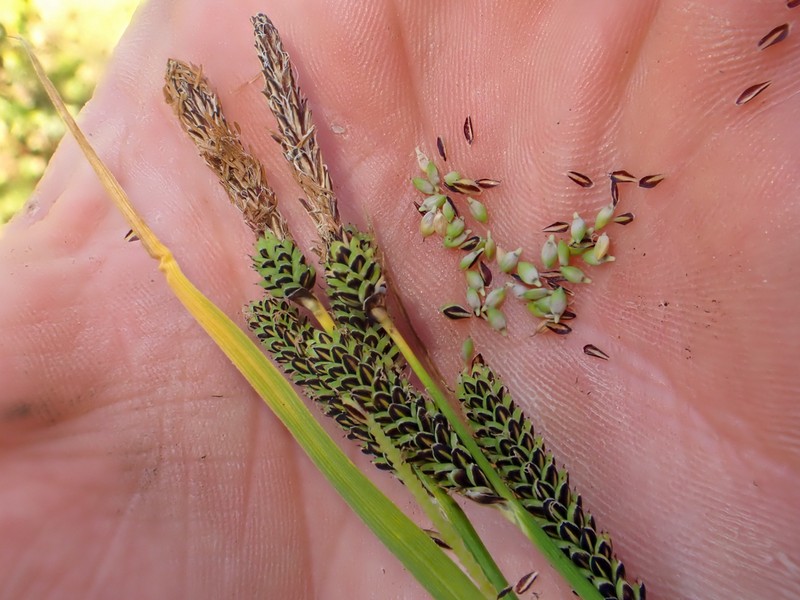 Carex kelloggii photo 5