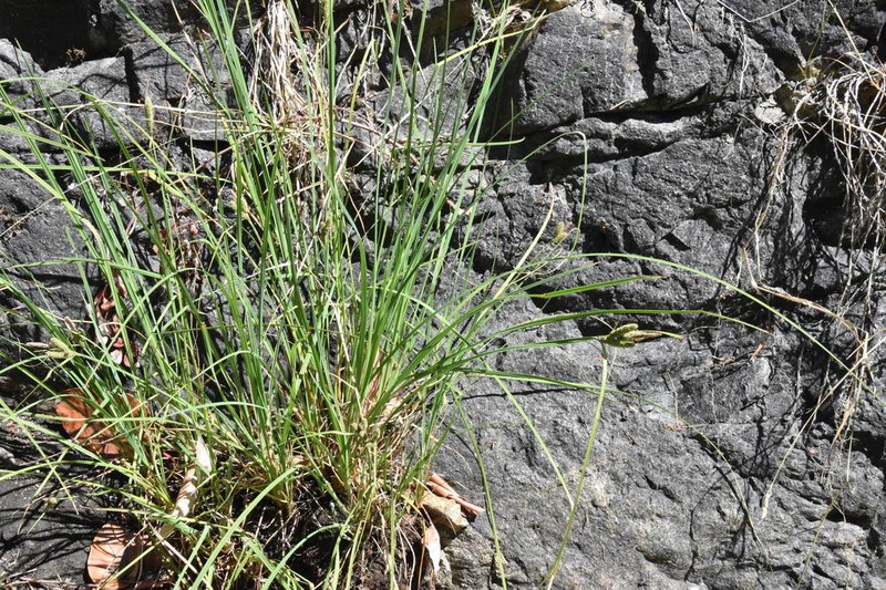 Carex kelloggii photo 7